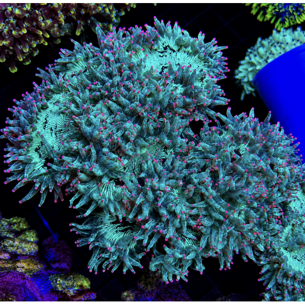 PINK TIP ELEGANCE CORAL